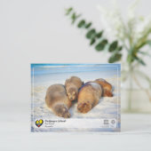 ユネスコWHS – ガラパゴス諸島 – アシカ ポストカード (スタンド正面)