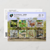 ユネスコWHS – シュンドルボン ポストカード (正面/裏面)