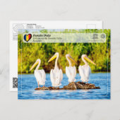 ユネスコWHS – ドナウベデルタのペリカン ポストカード (正面/裏面)