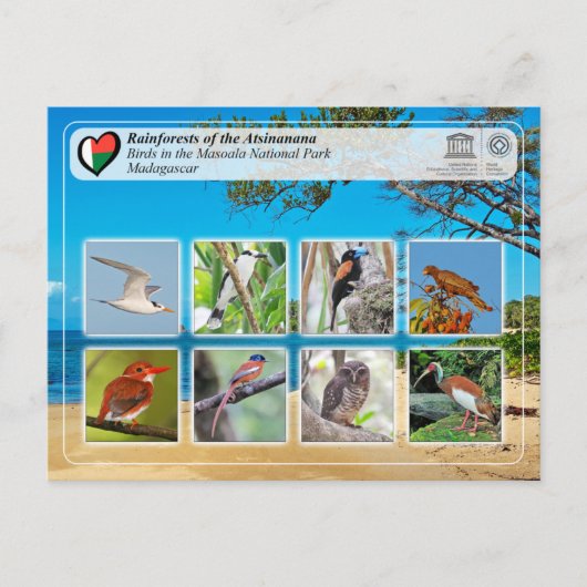 ユネスコWHS - Atsinanana – マソアラ国立公園 ポストカード (正面)