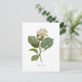 ユランオオバギク ポストカード (スタンド正面)