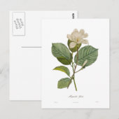 ユランオオバギク ポストカード (正面/裏面)