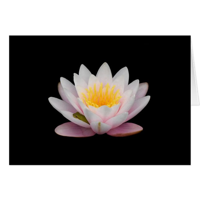 ユリのカエル (正面横)