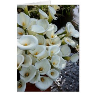 ユリのプランテーション、台湾で育っているオランダカイウユリ