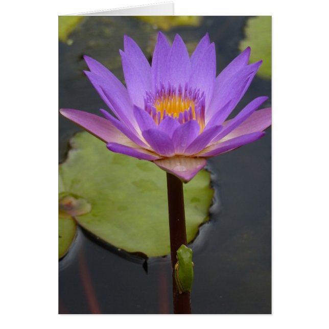 ユリの上のカエル (正面)