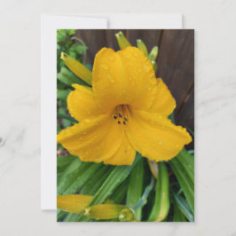 ユリの花の黄色いカードに付いた雨空白の滴