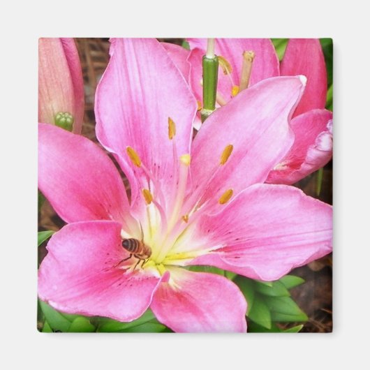 ユリの花を咲かせる マグネット (正面)