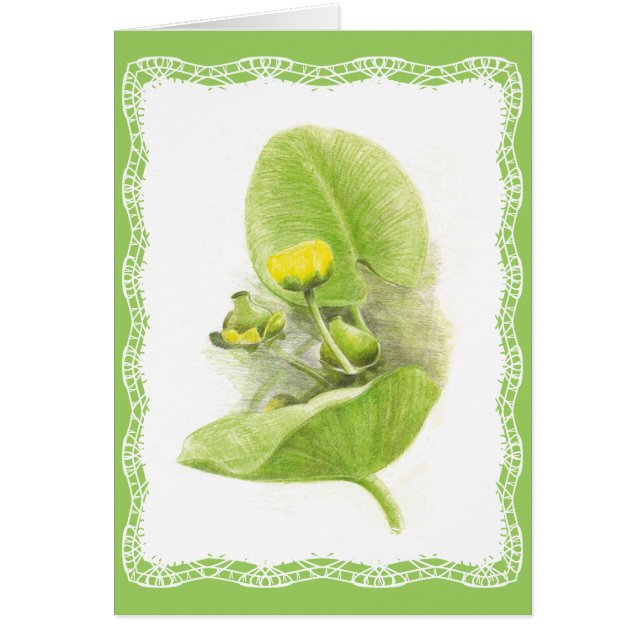 ユリの花 (正面)