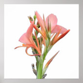 ユリの花 ポスター (正面)