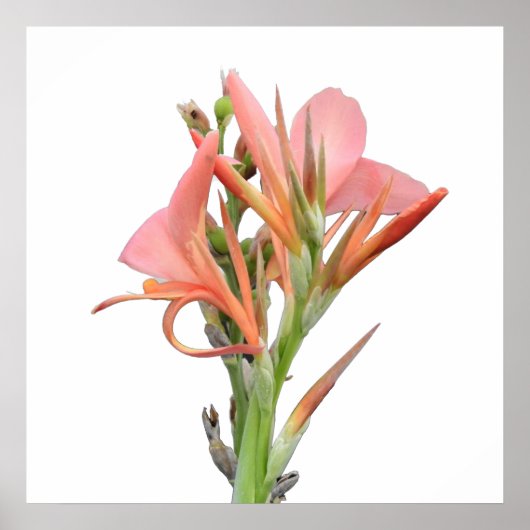 ユリの花 ポスター (正面)