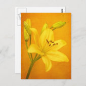 ユリの花 ポストカード (正面/裏面)