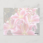 ユリの花 ポストカード (裏面)