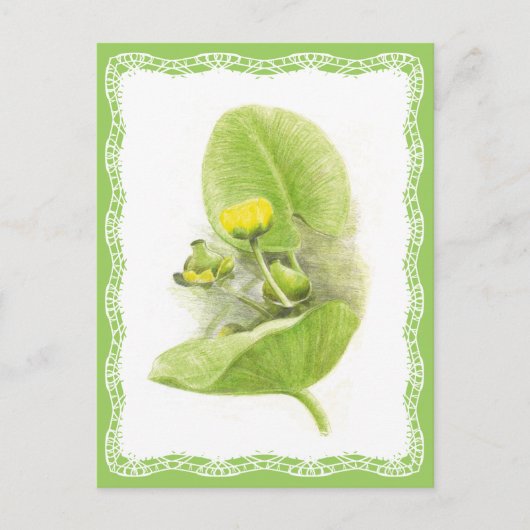 ユリの花 ポストカード (正面)