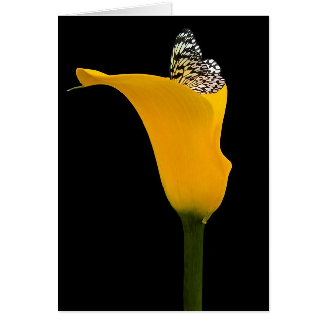 ユリの蝶 (正面)