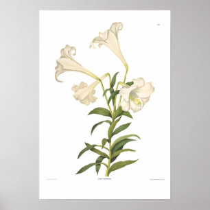 ユリのlongiflorum ポスター