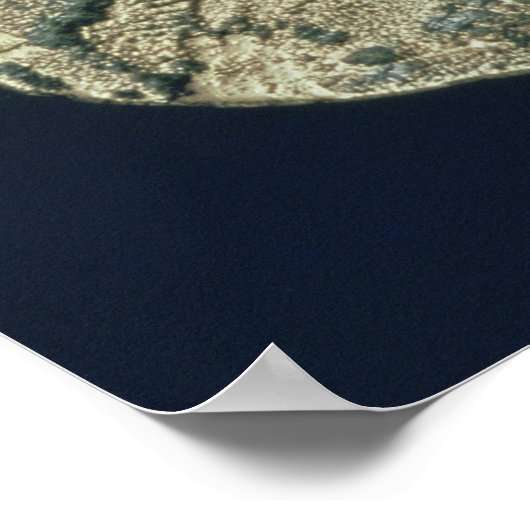 ユリウス・シーザーとオーガスタスの頭飾りのコイン ポスター (角)