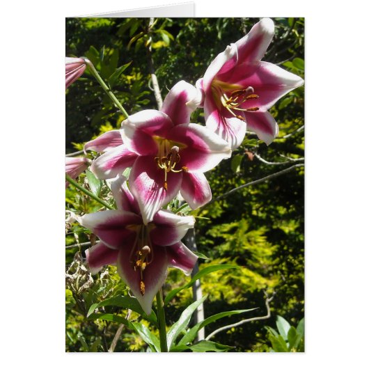 ユリエレガントー (正面)