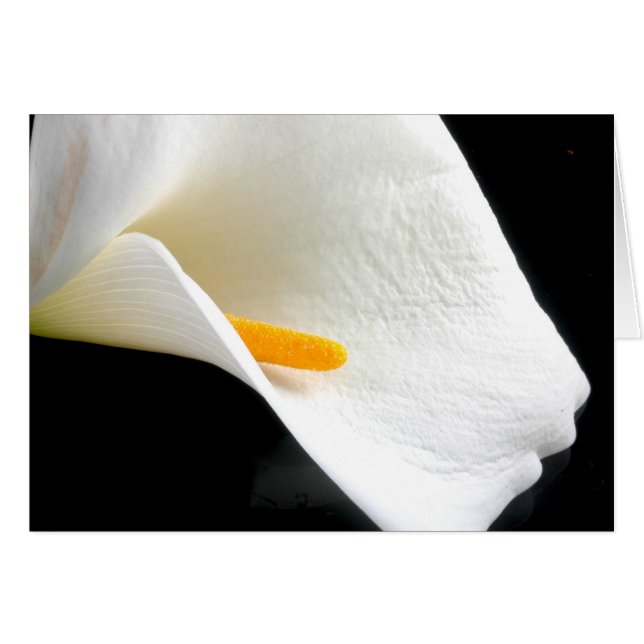 ユリカード (正面横)