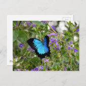 ユリシスチョウ クイーンズランド地方 オーストラリア ポストカード (正面/裏面)