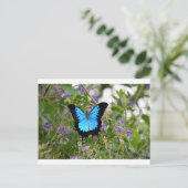 ユリシーズバターフキー地方クイーンズランドオーストラリア ポストカード (スタンド正面)