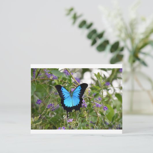 ユリシーズバターフキー地方クイーンズランドオーストラリア ポストカード (スタンド正面)