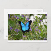 ユリシーズバターフキー地方クイーンズランドオーストラリア ポストカード (正面/裏面)