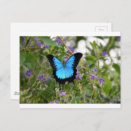 ユリシーズバターフキー地方クイーンズランドオーストラリア ポストカード (正面/裏面)