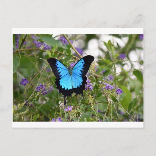 ユリシーズバターフキー地方クイーンズランドオーストラリア ポストカード (正面)