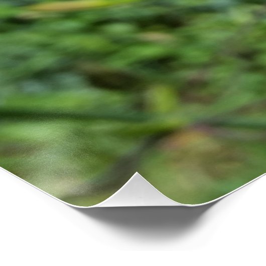 ユリ輝く ポスター (コーナー)