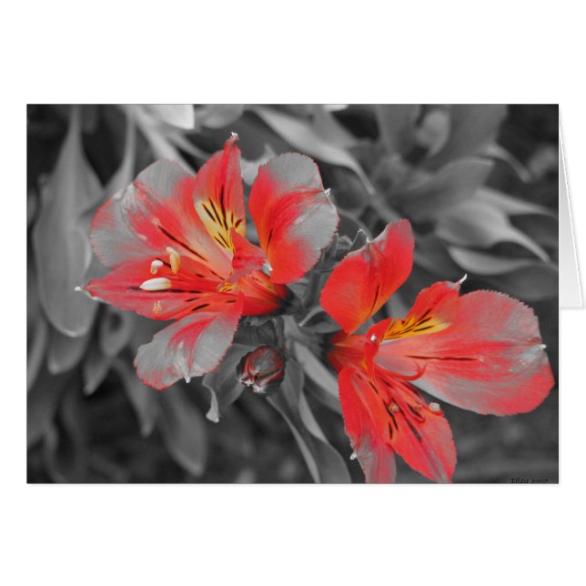 ユリ黒及び白 (正面横)