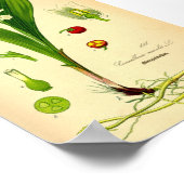 ユリ・オブ・ザ・バレー(Convallaria majalis) ポスター (角)