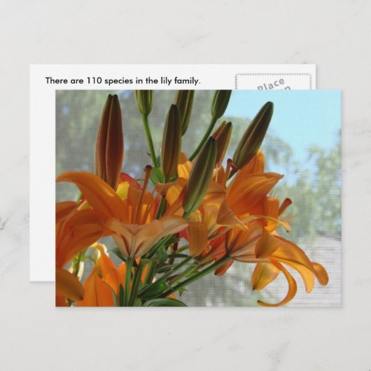 ユリ ポストカード (正面/裏面)