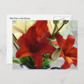 ユリ ポストカード (正面/裏面)