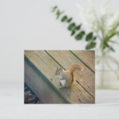 ユンジュロテス・アイヒョルンヘン/若いアカリス ポストカード (スタンド正面)