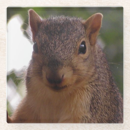 ユーカリのきつつきの写真クローズアップ ガラスコースター (正面)