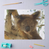 ユーカリの木に眠る野生のコアラ，写真 薄葉紙 (クラフト)