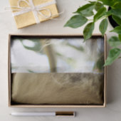 ユーカリの木に眠る野生のコアラ，写真 薄葉紙 (ギフト)