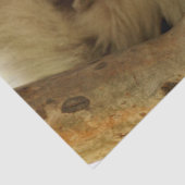 ユーカリの木に眠る野生のコアラ，写真 薄葉紙 (詳細)