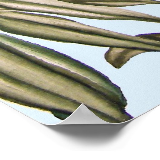 ユーカリの木のコアラとベビー ポスター (角)