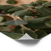 ユーカリの木の可愛い猫の登山- ポスター (角)