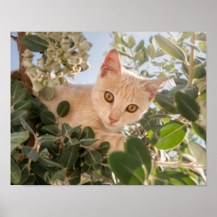 ユーカリの木の可愛い猫の登山- ポスター