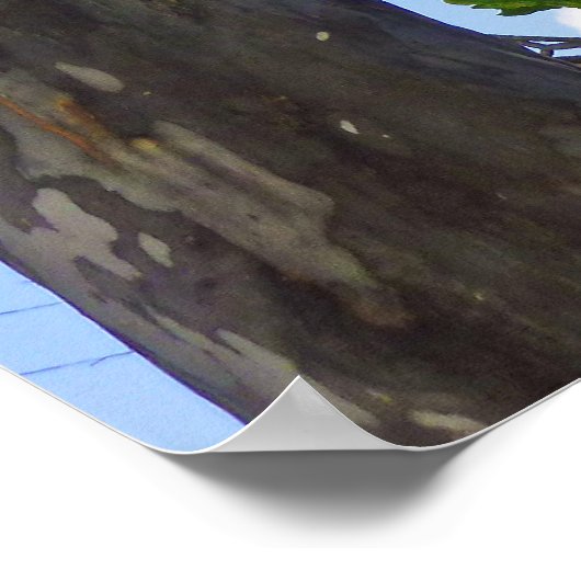 ユーカリの木 ポスター (角)