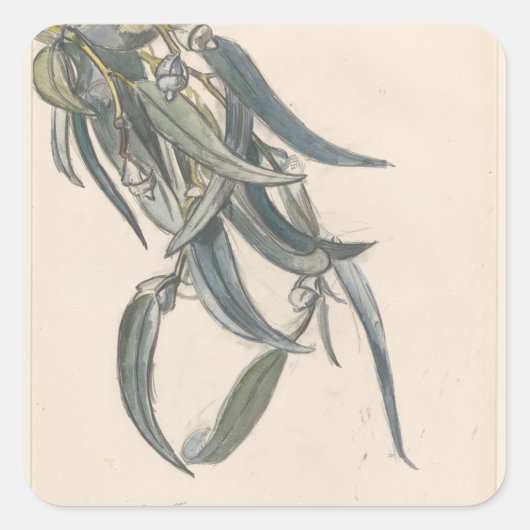 ユーカリの花の枝 スクエアシール (正面)