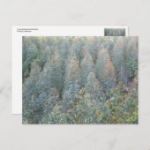 ユーカリの若年農園 ポストカード (正面/裏面)