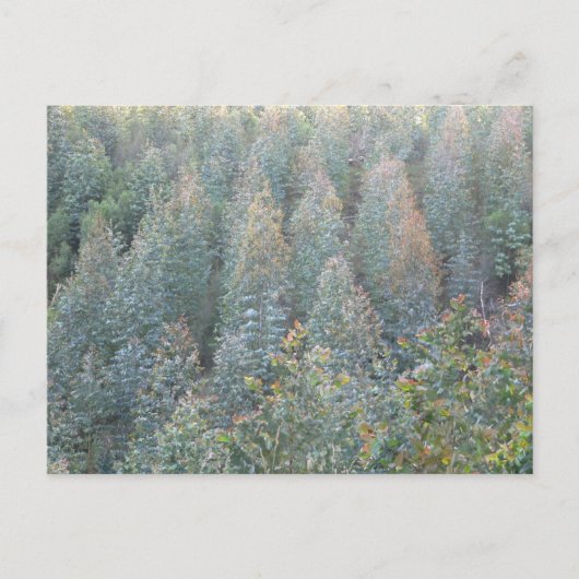 ユーカリの若年農園 ポストカード (正面)