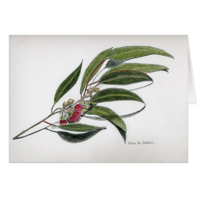 ユーカリの葉 (正面横)