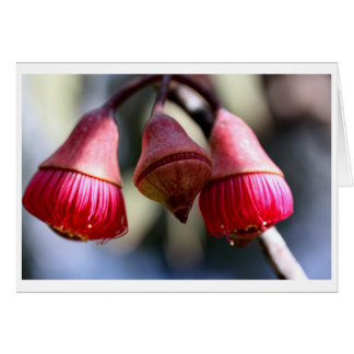 ユーカリのcaesiaのギフトカード- 03