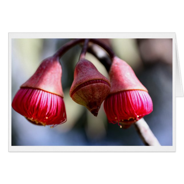 ユーカリのcaesiaのギフトカード- 03 (正面横)