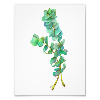 ユーカリ01 フォトプリント