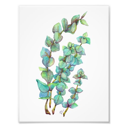 ユーカリ02 フォトプリント            (正面)